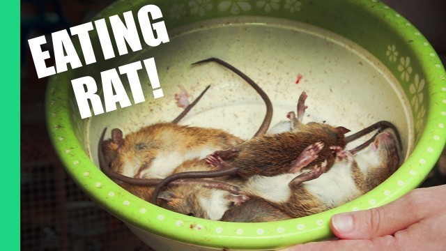 'Eating Rat in Vietnam'