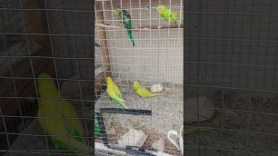 'budgie eat food'