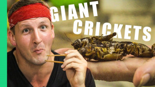 'Giant crickets and cricket pizza in Vietnam'