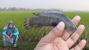 'Tel Koi Recipe - Bengali Fish Cooking Tel Koi Curry - Famous Climbing Perch Fish Recipe Village Food'