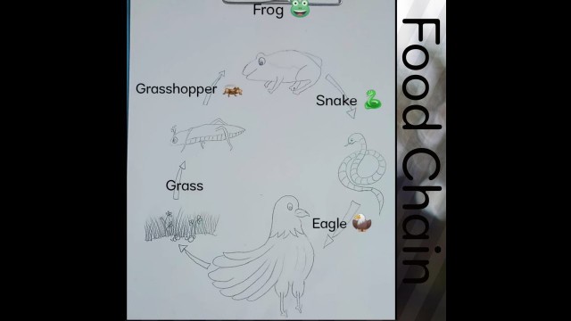 'How to draw a  food Chain || food chain || step by step||'