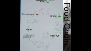 'How to draw a  food Chain || food chain || step by step||'