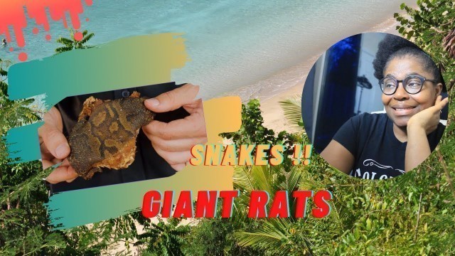 'Giant Rat, Snake!!!