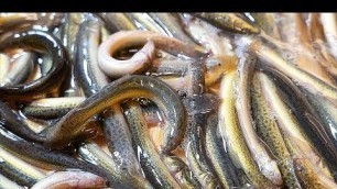 'Japanese Food - WORM FISH HOTPOT Fried Loach Tokyo Seafood Japan'