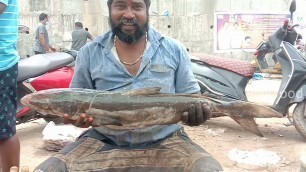 'Cobia (viral) Fish professional Indian style cutting / Fish price 3600/- $ 49.05 cutting  way food'