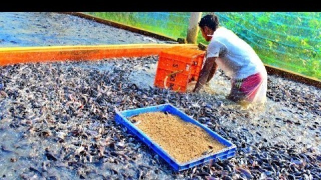 'Hybrid Magur Fish Farming Business in india | Million of Catfish Eating Food in Cement Tank Part17'