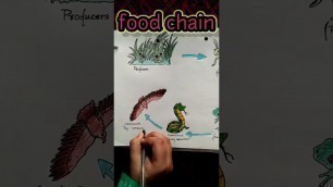 'draw a food chain||very easy diagram||most important diagram||#biology#study'