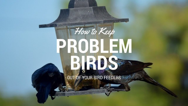 'How to Keep Problem Birds Out of Your Bird Feeders'