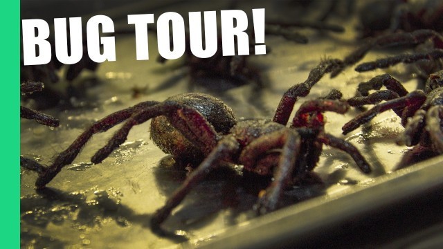 'Eating Tarantula in Cambodia on Pub Street (Feat. Bugs Cafe)'