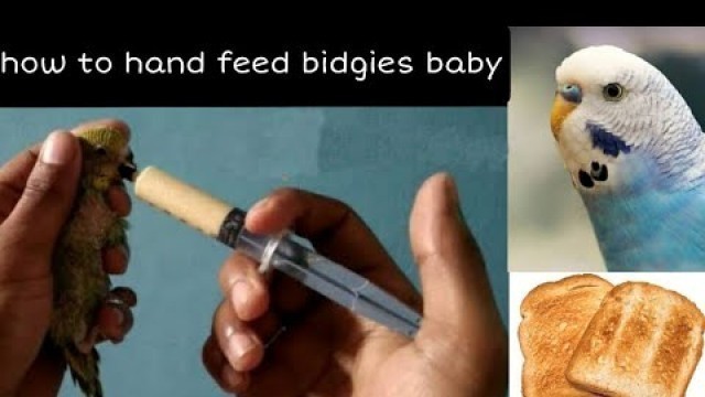 'how to hand feed budgies babies  home made  hand feeding formula for budgies'