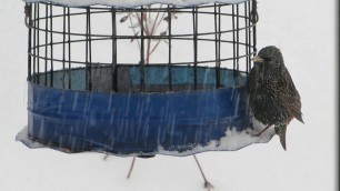 'Starlings on Erva Bluebird feeder 2.1.21'