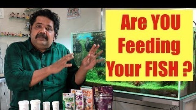 'What are you Feeding your Fish? | How Much & How to Feed Fish? | Aquarium Care | Best Goldfish Food'