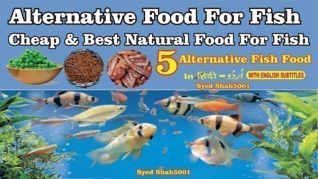 'Home made Foods for fish Best natural food for dark colour Fast growth'