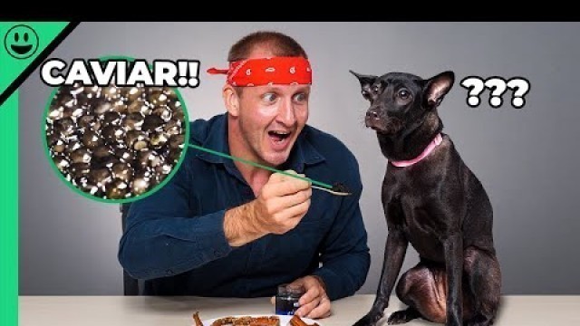 'Will a Dog Eat CAVIAR?? Gourmet Taste Test with my Dog!!'