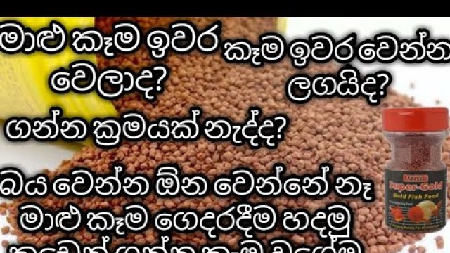 'how to make a homemade fish food #fish food #sl Dinusha Max#fish'