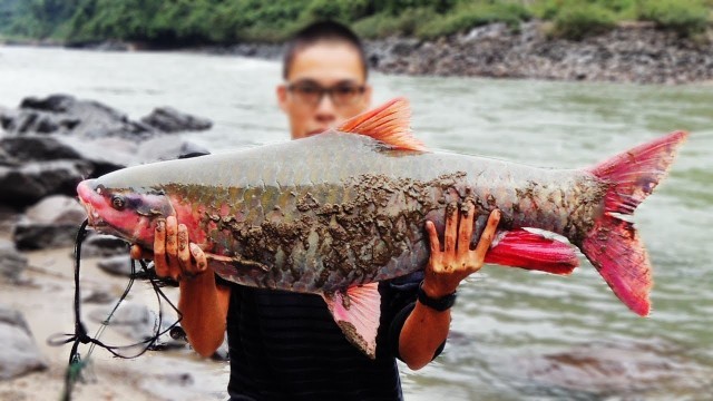 'Giải Mã: CÁ THẦN THANH HÓA'