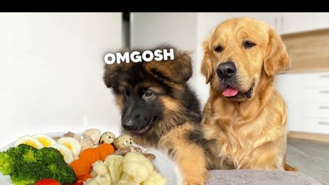 'Dog Reviews Food With Small Brother | Puppy Taste Test'