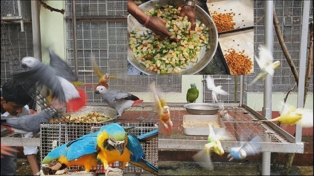 'Foods And Seeds For Birds in A Day / Proper Diet Of Foods For Birds Parrots.'