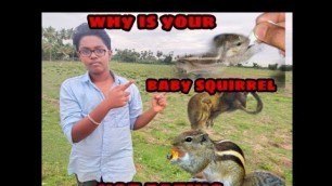 '5 Reasons your squirrel baby is not eating! in Tamil |Petalogic'