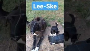 'Livestock Guardian Dog Sharing His Food With A Kitten'