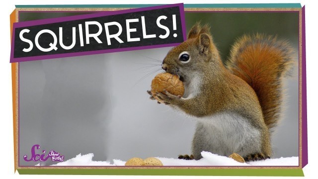 'How Do Squirrels Find the Food they Hide? | How Animals Prepare for Winter | SciShow Kids'