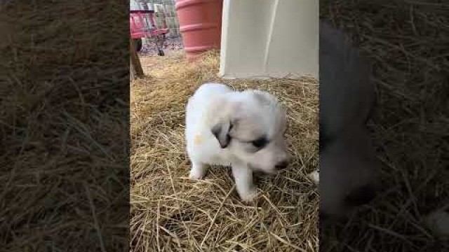 'livestock guardian puppies licking food off each other\'s face 2-23-22'