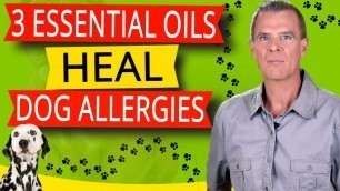 'Essential Oils To Treat Dog Allergies (Dogs Itchy Skin, Ear Infection and Inflammation - Recipes)'