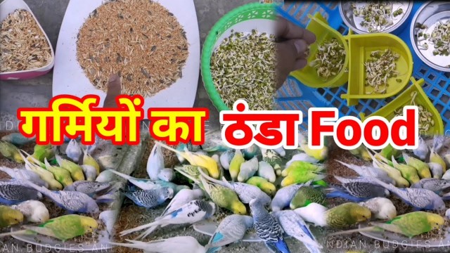 'Summer Diet for Budgies Parrot /Love Birds | Garmiyo Ka Thanda Food'