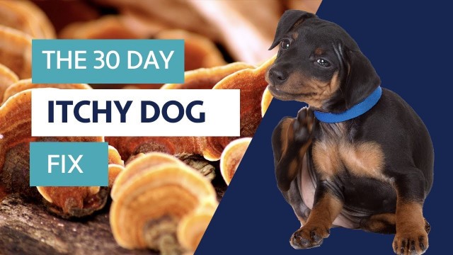 'The 30 Day Itchy Dog Fix'