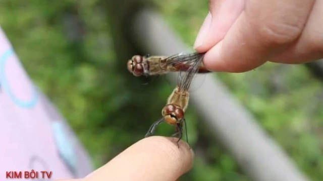 'những bản nhạc nền của HOA BAN FOOD buồn não lòng'