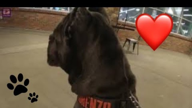 'GUARDIAN CANE CORSO FEELS THE NEED TO PROTECT AT WHOLE FOODS MARKET'