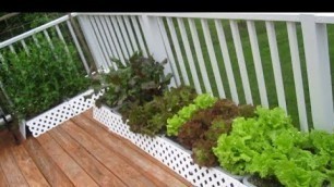 'Organic Container Garden Update MAY 20th raw food diet vegetable gardening how to plant grow'